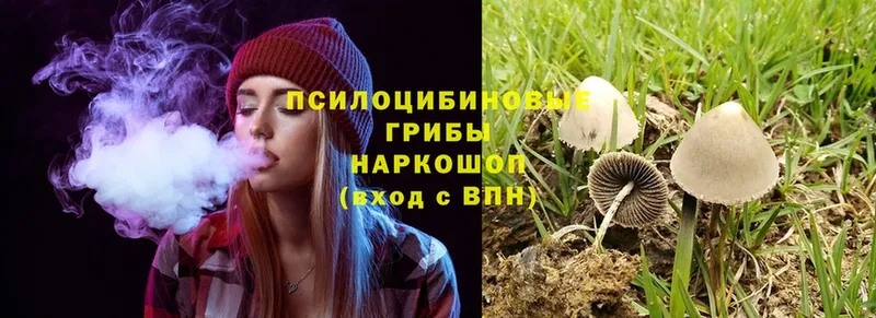 Галлюциногенные грибы Psilocybine cubensis  omg сайт  Городец  закладка 